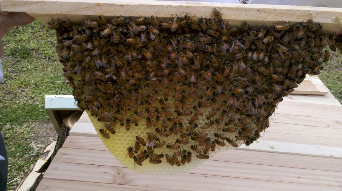 A Guide To Starting Your Community Apiary Discover More About Beekeeping